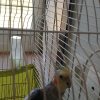 عروس هلندی سخنگو