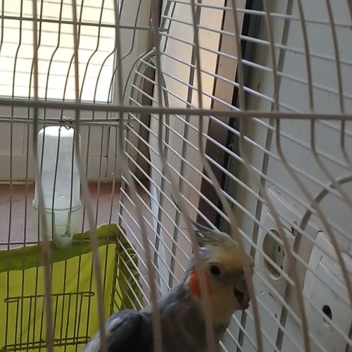عروس هلندی سخنگو