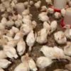جوجه بوقلمون بیوتی و برنز جوجه مرغ لوهمن