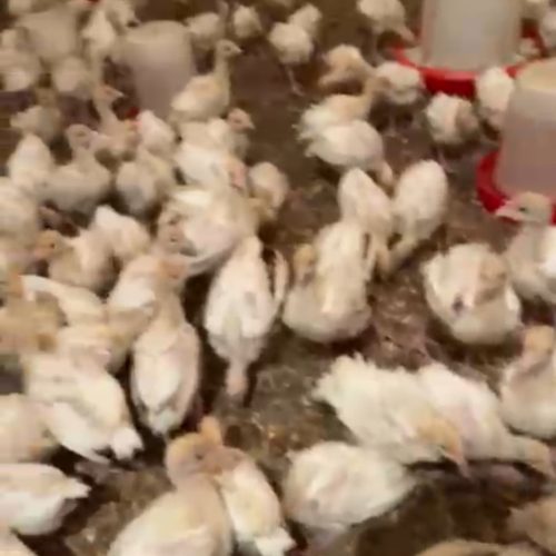 جوجه بوقلمون بیوتی و برنز جوجه مرغ لوهمن