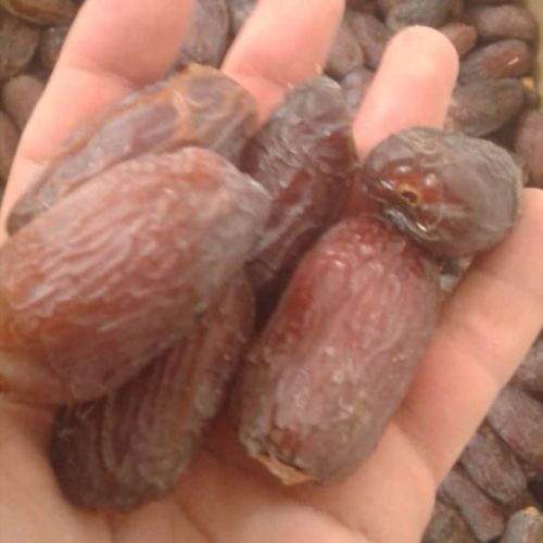 نخل مجول زعفرانی مراکشی اصل