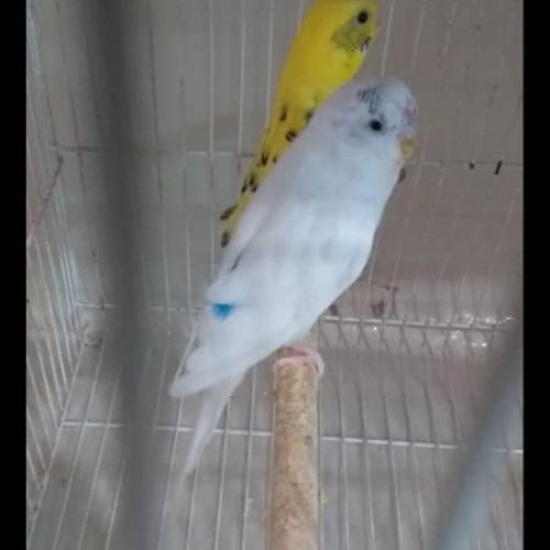 جفت مرغ عشق باجوجه وتخم