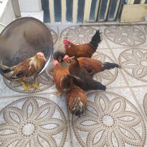 12 عدد مرغ و خروس