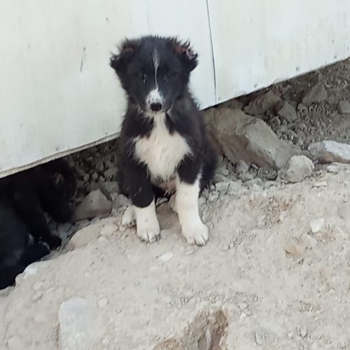 4عدد توله قهدرجونی