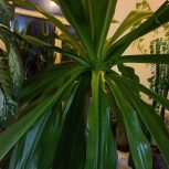 گل موزی  ارتفاع 2 متر  با 8 سال سن