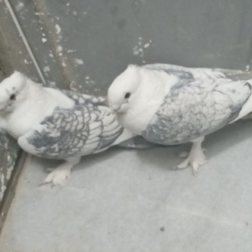 کفتر پشت طاوسی و دوکت تهرانی