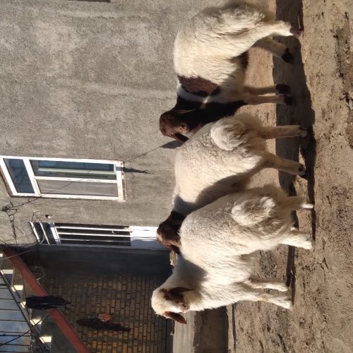 فروش سه عدد گوسفند