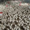 جوجه بوقلمون بیوتی