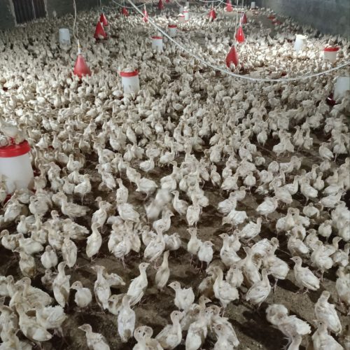 جوجه بوقلمون بیوتی