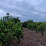 باغچه 800متری