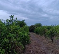 باغچه 800متری