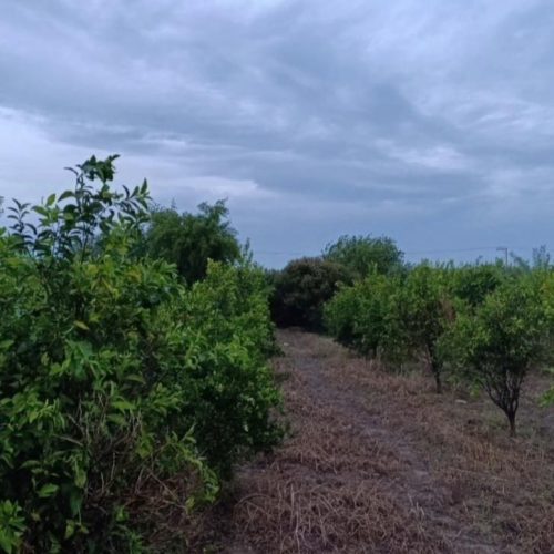 باغچه 800متری