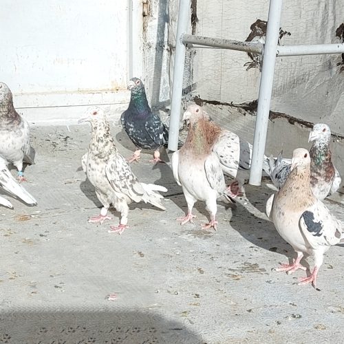 کبوتر یا کفتر