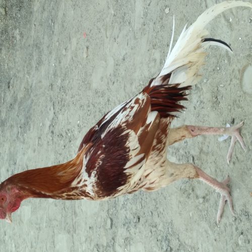 مرغ فروشی محلی