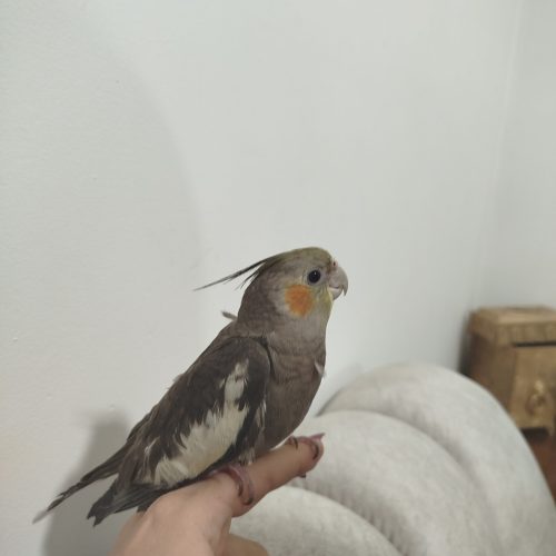 3عددجوجه عروس هلندی دستی نر چهارماهه