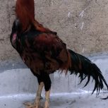 خروس لاری جنگی یک ساله تمام
