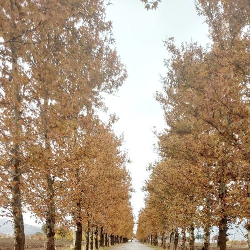 خانه ویلایی. مستقل