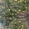 مزرعه هشت هزارمتری(باغ)