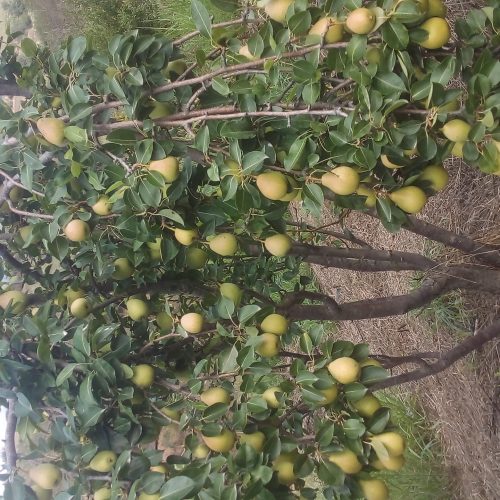 مزرعه هشت هزارمتری(باغ)