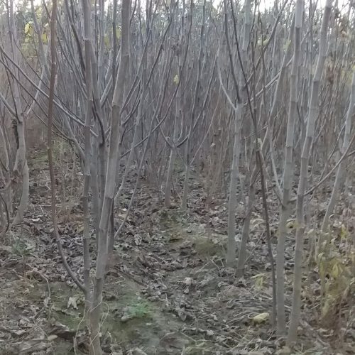 نهال انجیر گلابی انار