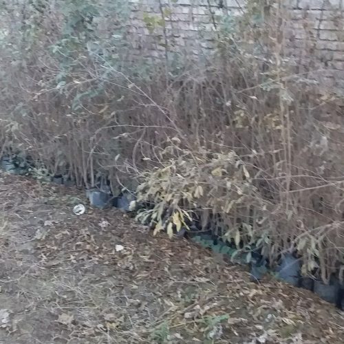 نهال انجیر گلابی انار