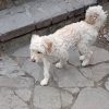 سگ پاکوتاه