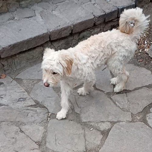 سگ پاکوتاه