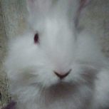 خرگوش نژاد آلبینو