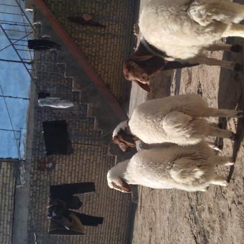 فروش  گوسفند