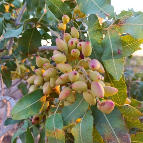 پسته و زعفران ممتاز قائنات اورجینال