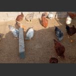 مرغ‌وخروس‌طاقچه