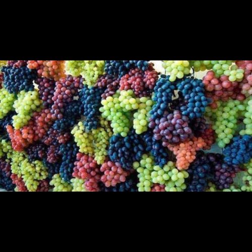 فروش انواع ارقام نهال انگور به صورت عمده و خرده