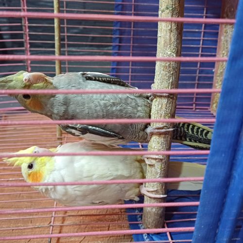 چند جفت طوطی برزیلی مرغ عشق عروس دستی