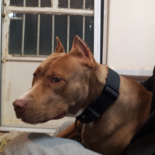 سگ نژاد اَمریکن پیت بول تریر ، 8 ماهه