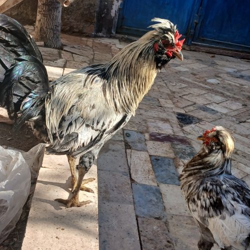 فروش 10 خروس مرندی و کاکولی