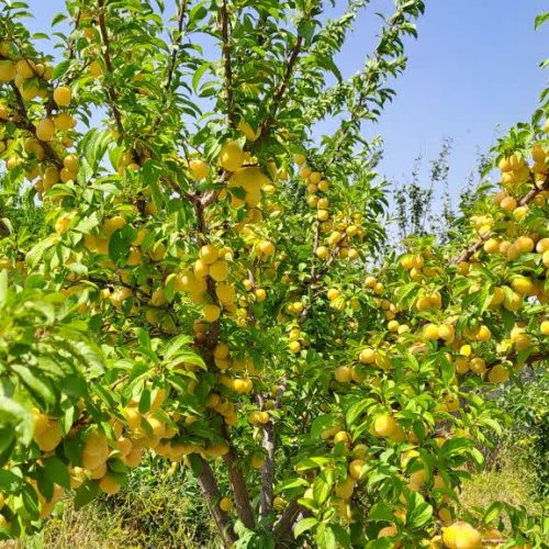 باغ 1500 متر جاده اخلمد