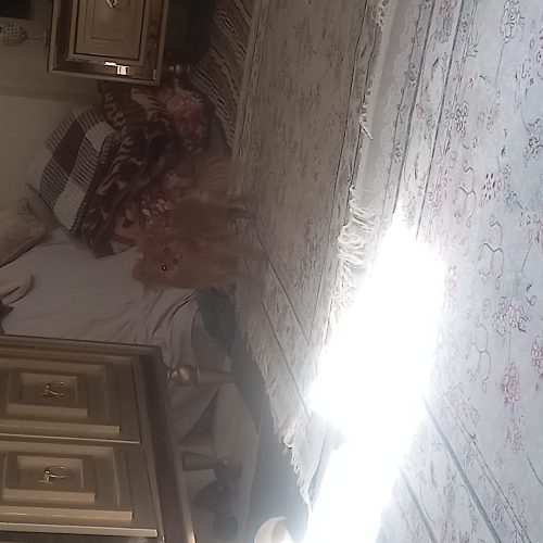 سگ پامراینن