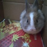 یک خرگوش کوچولو قشنگ و واکسن خورده