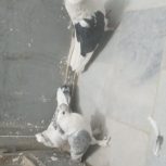 کفتر پشت طاوسی و دوکت تهرانی