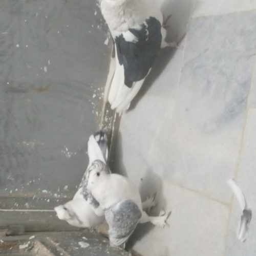 کفتر پشت طاوسی و دوکت تهرانی