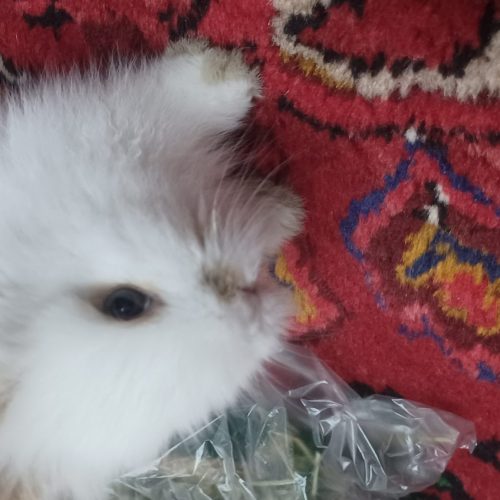 خرگوش چشم طوسی