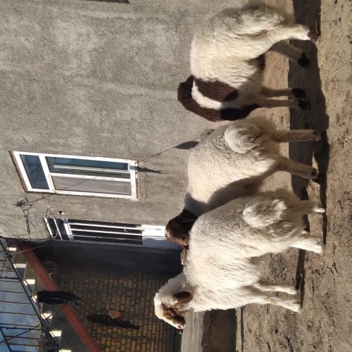 فروش سه عدد گوسفند