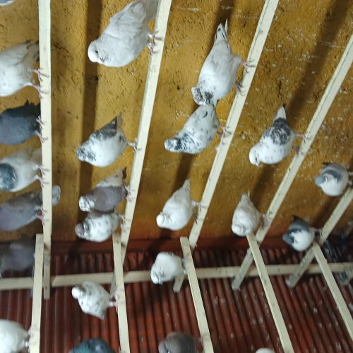 کبوتر تهرانی ودمگیر