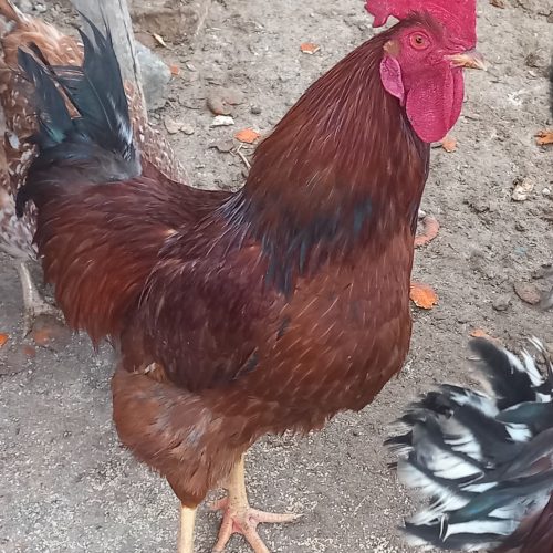 1عدد خروس محلی