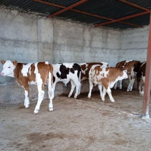 فروش انواع گوساله های نروماده پرواری وداشتی