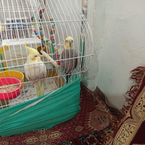 یک جفت عروس هلندی نر و ماده با قفس