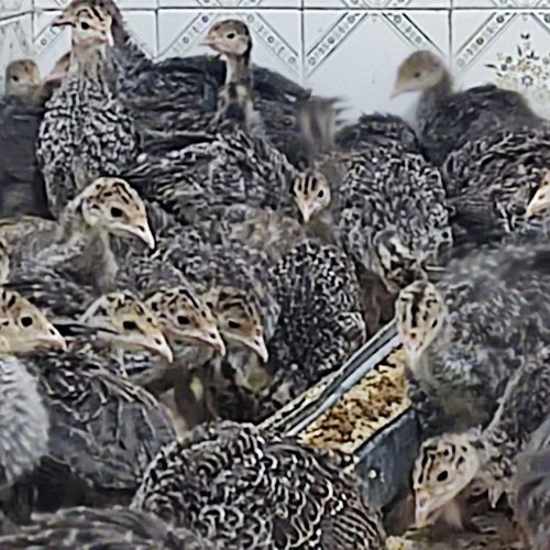 جوجه بوقلمون