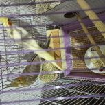 عروس هلندی جفت با جوجه لانه قفسو…