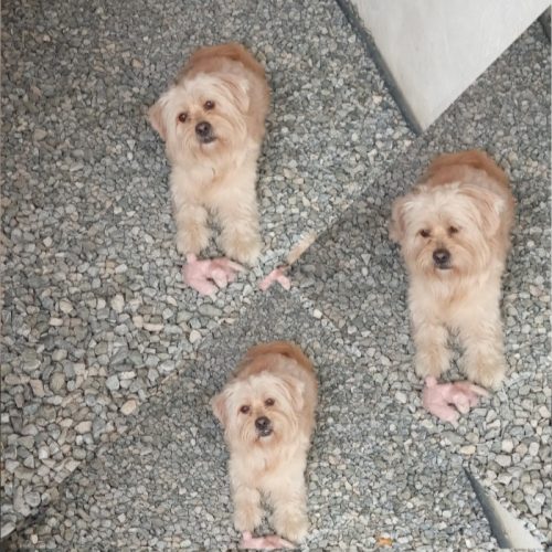 شیتزو تریر نر