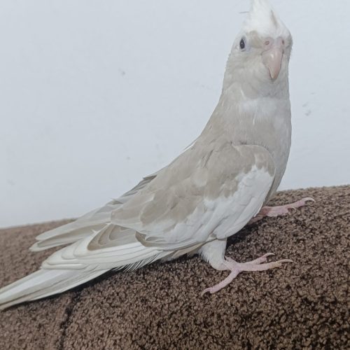 عروس هلندی لوتینو